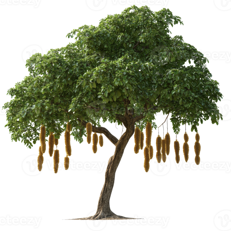 Tree with long hanging fruits in a natural setting png