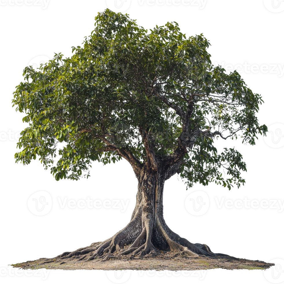 Tree with exposed roots in nature png