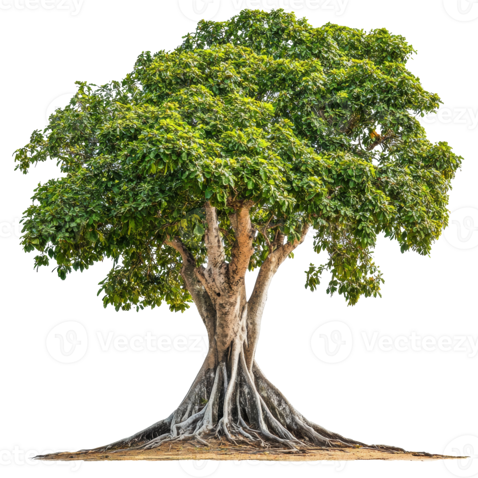 Vibrant tree with thick roots png