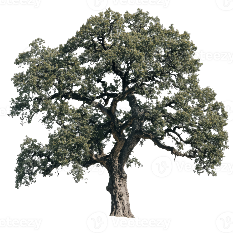 Majestic oak tree stands tall in bright sunlight png
