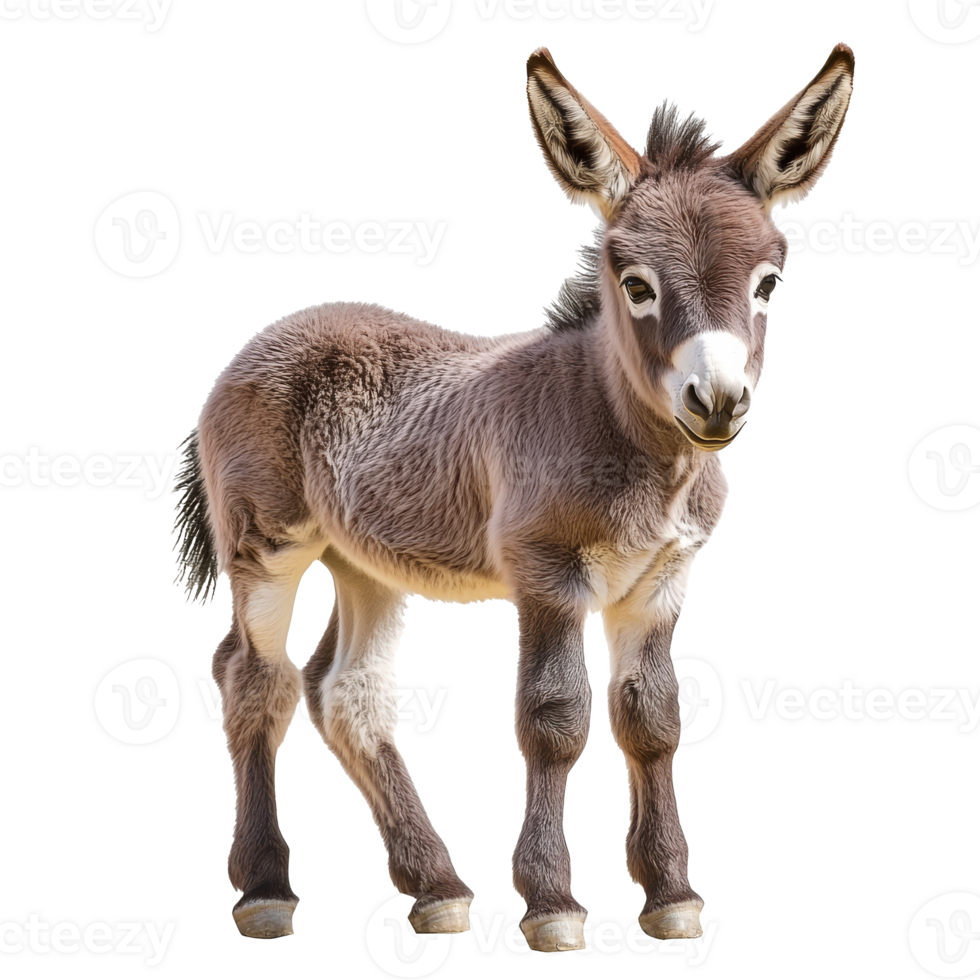 Young donkey standing in a bright area png