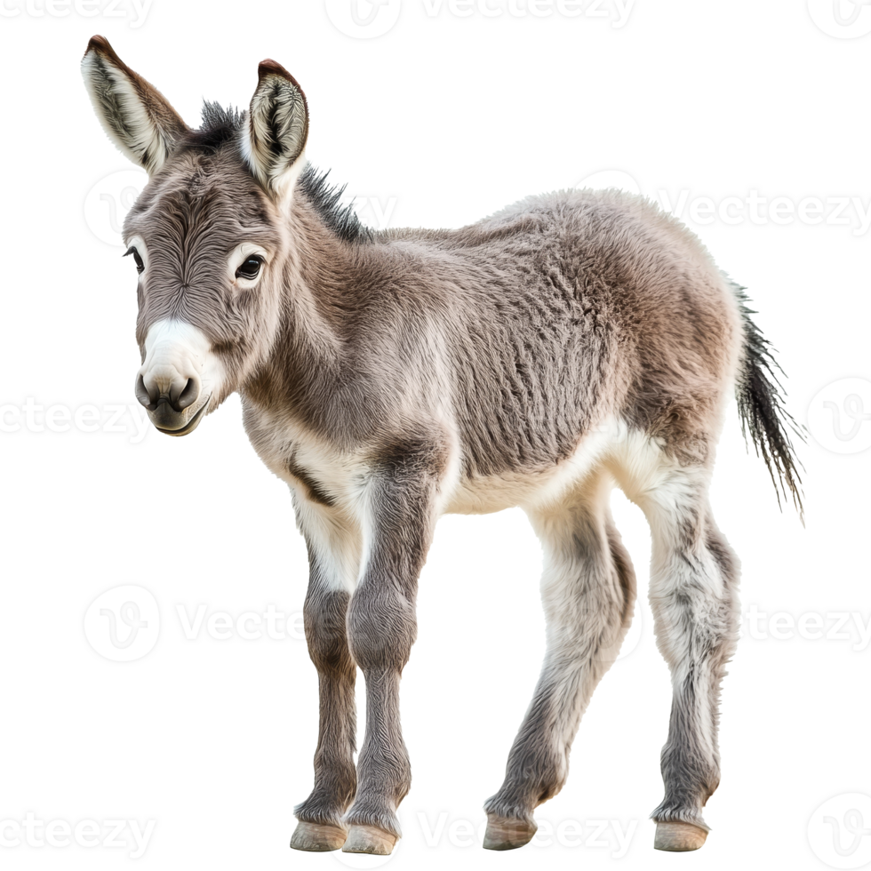 Cute donkey foal standing in a playful pose png