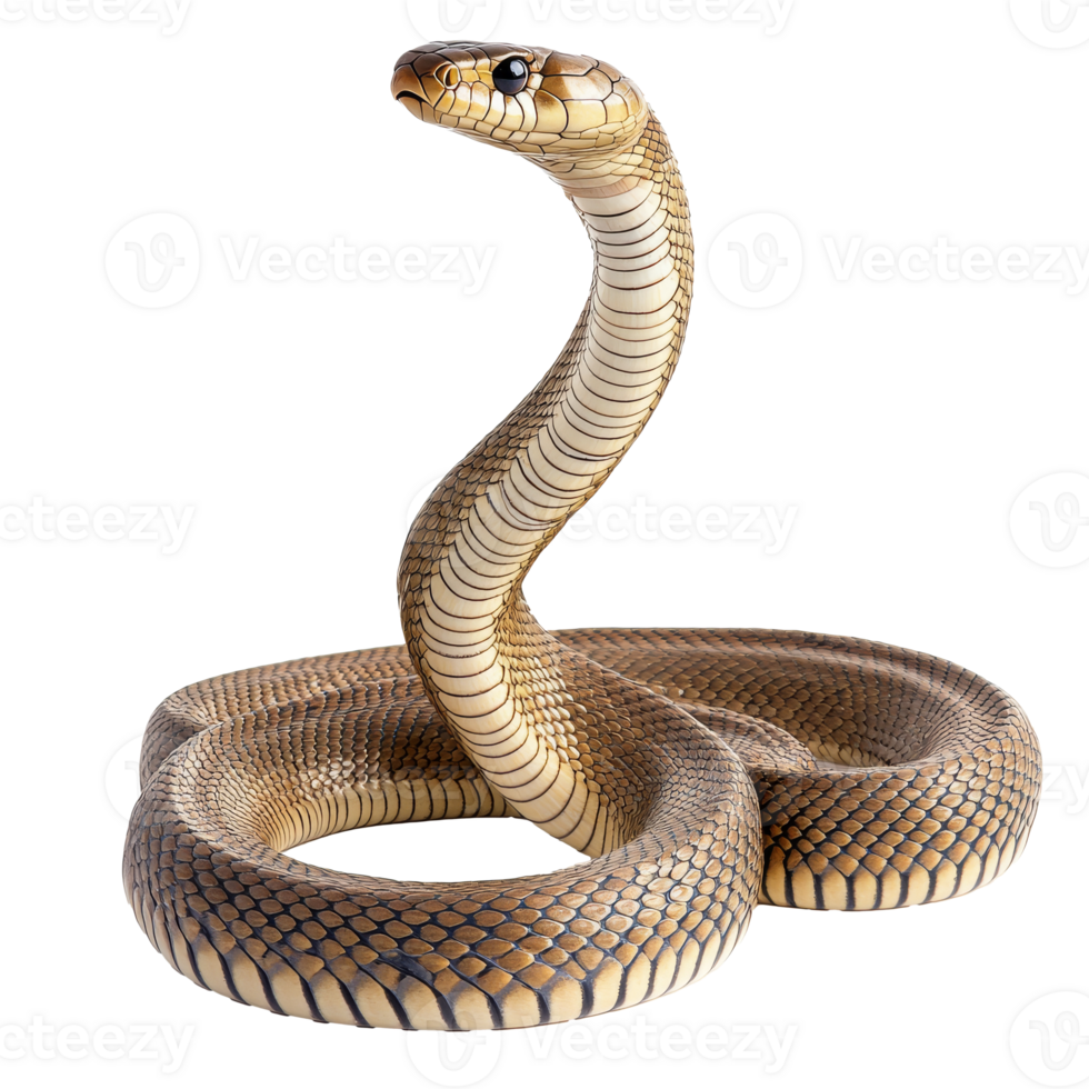 Elegant serpentine movement of a graceful snake png