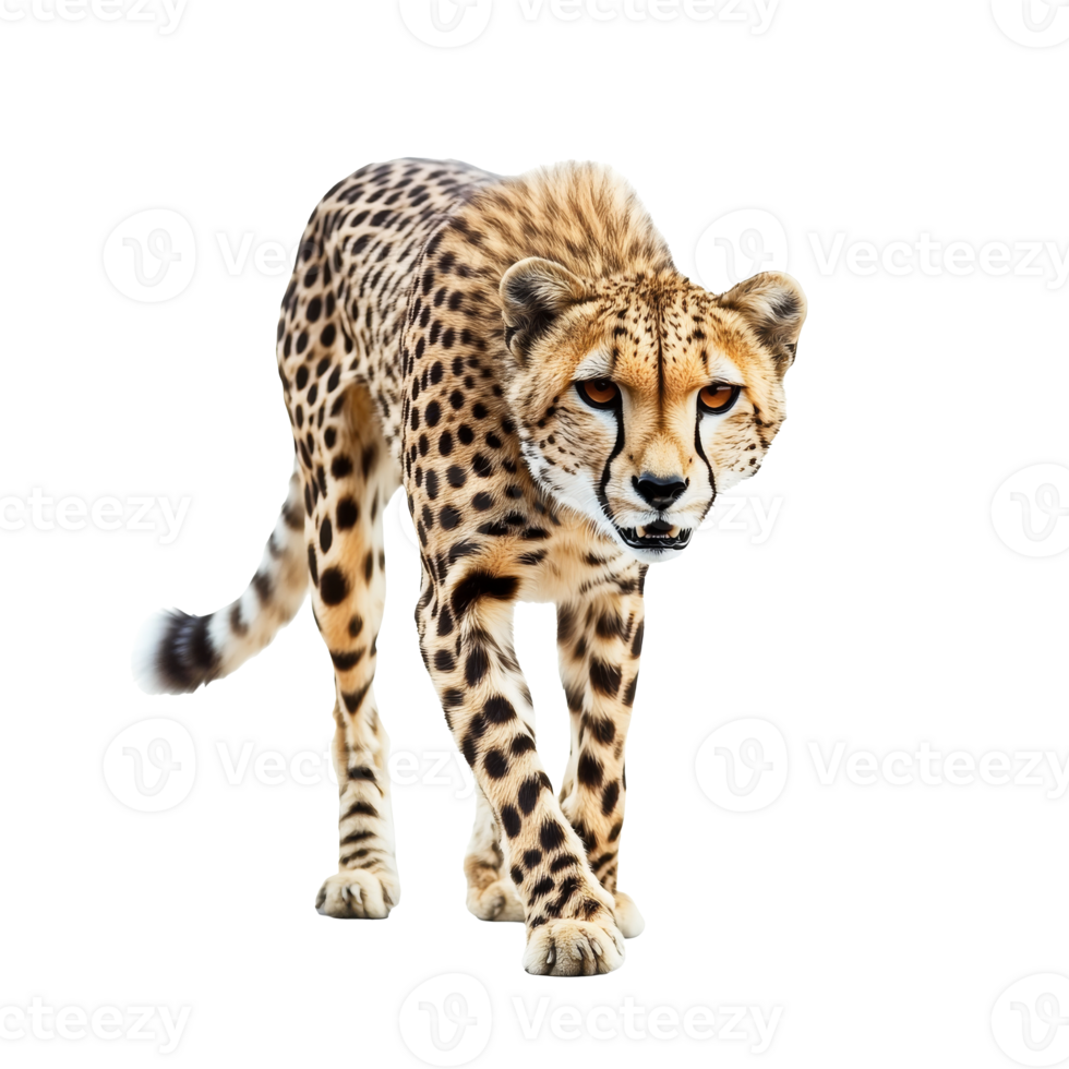Cheetah walking gracefully across a plain png