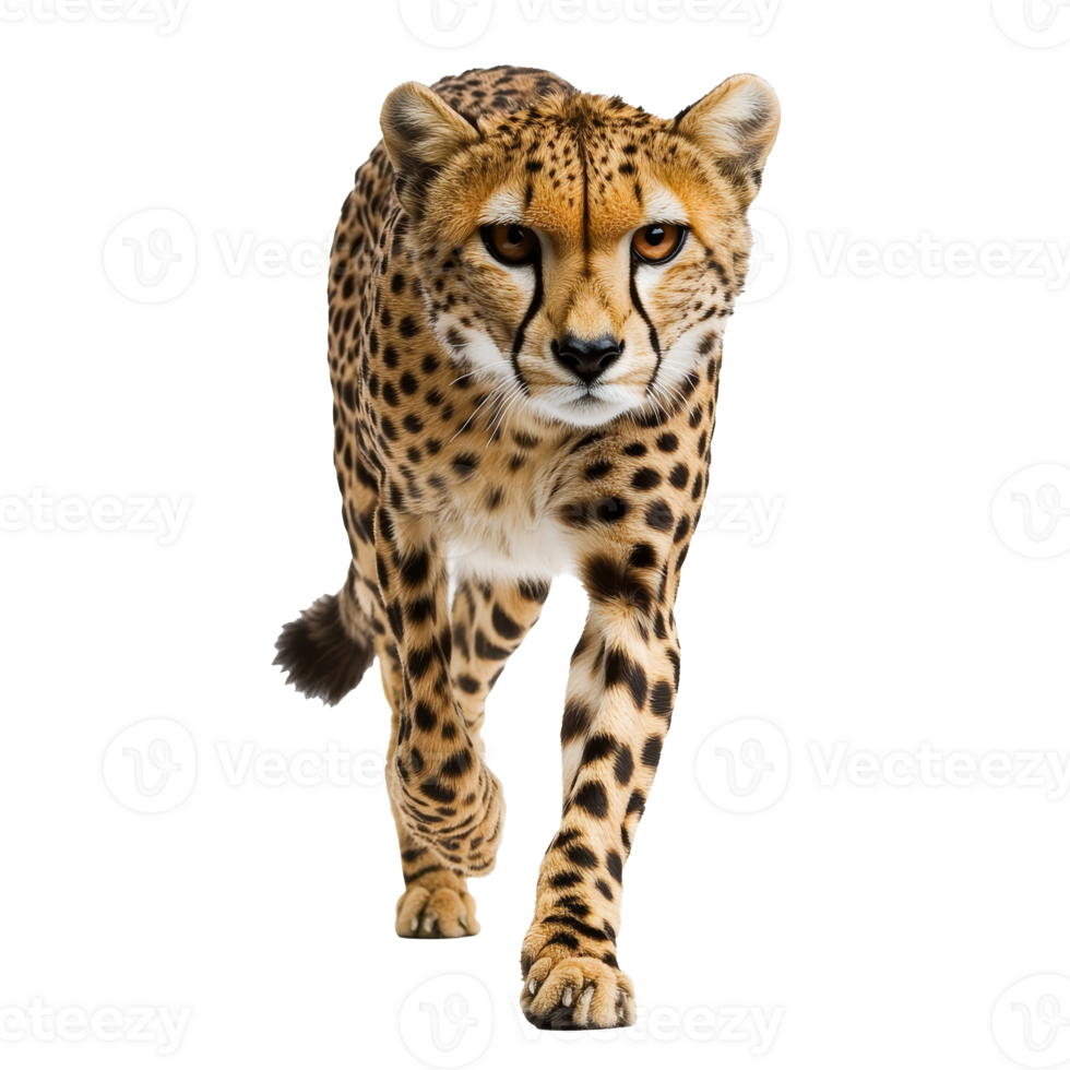 Cheetah walking confidently in a white background png