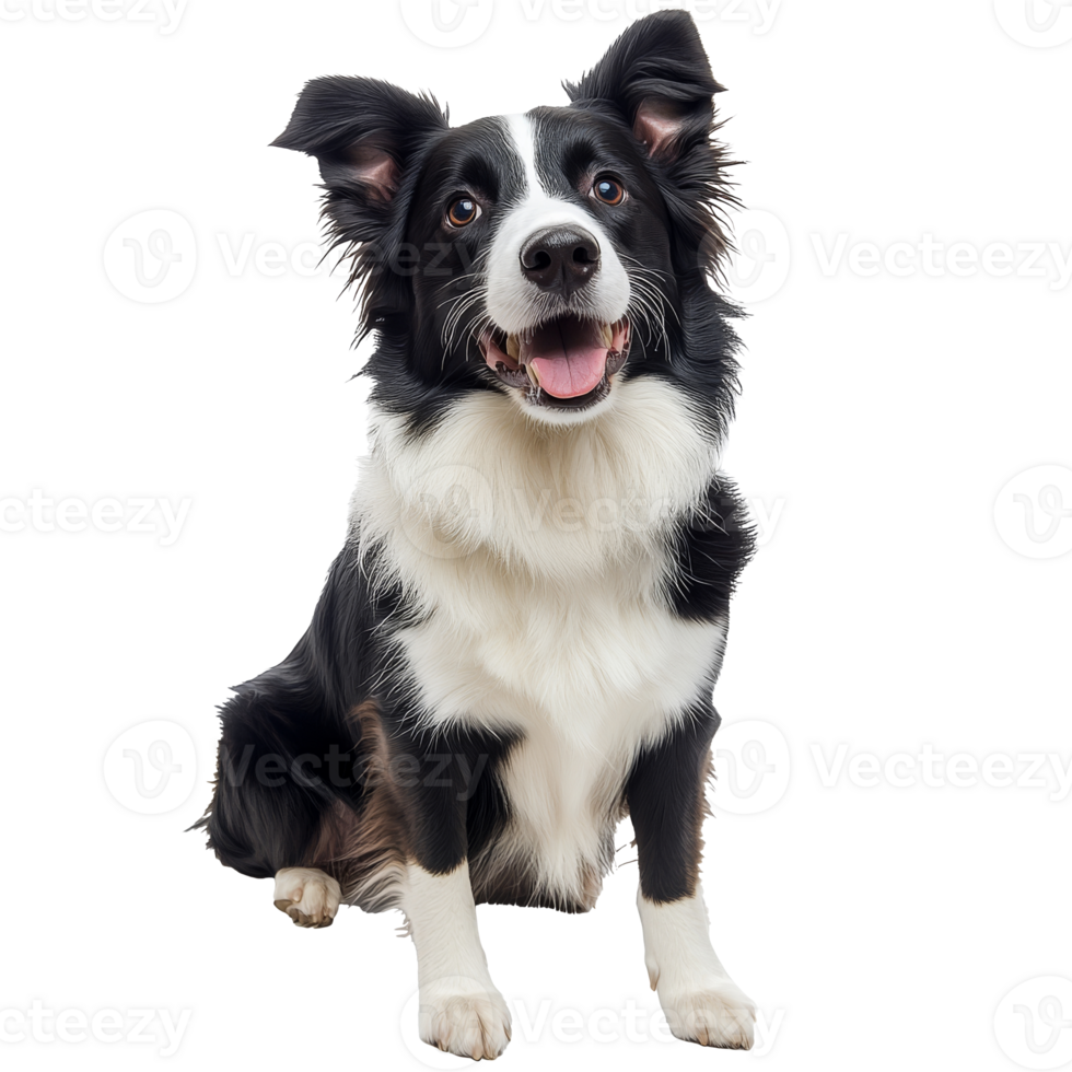 Friendly border collie sitting and smiling png