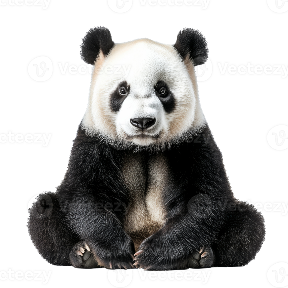 Majestic panda sits calmly in tranquil pose png