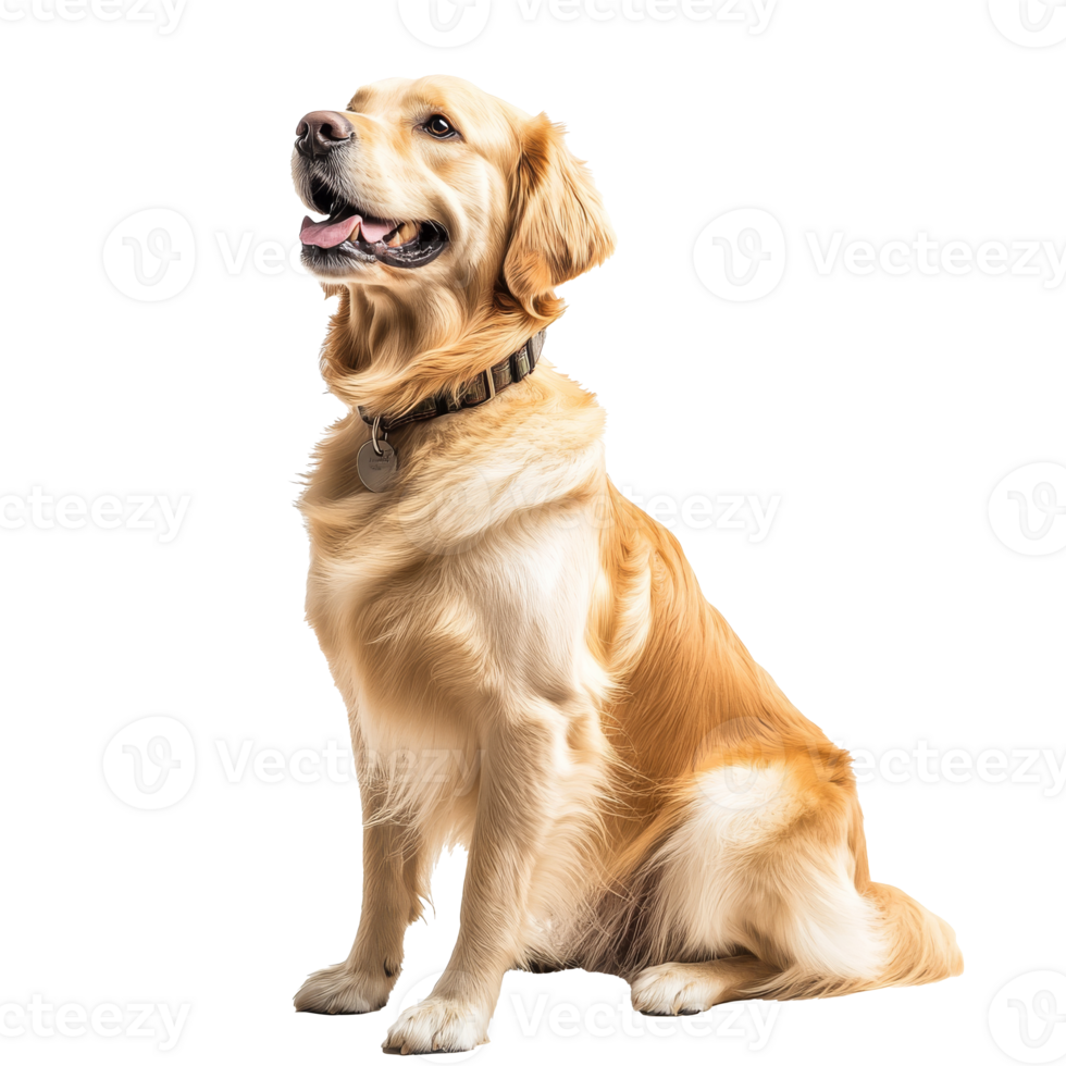 Golden retriever sitting with a joyful expression png