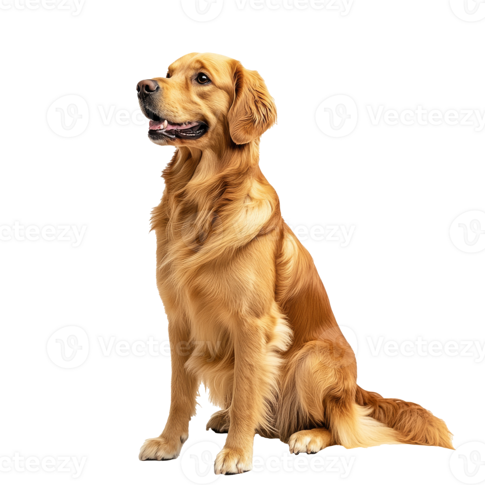 Golden retriever sitting calmly indoors png