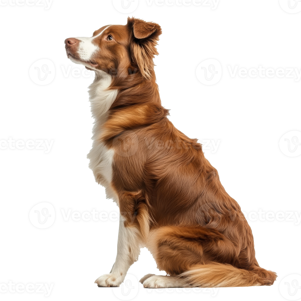 Brown and white dog sitting attentively in profile png
