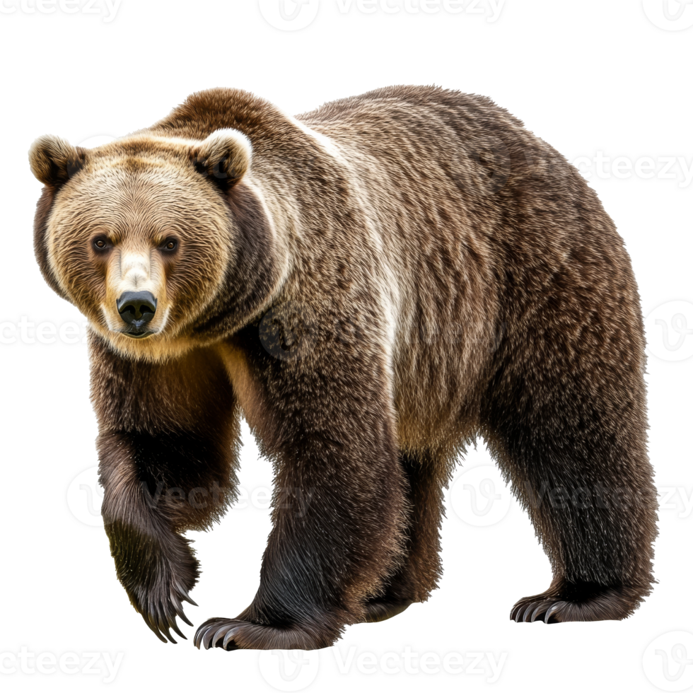 Grizzly bear walking through a forested area png