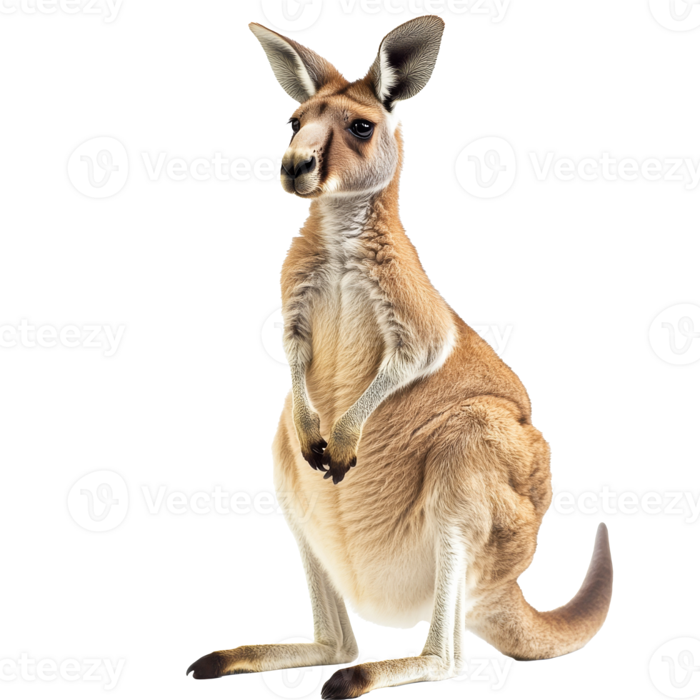 Kangaroo standing upright in natural pose png