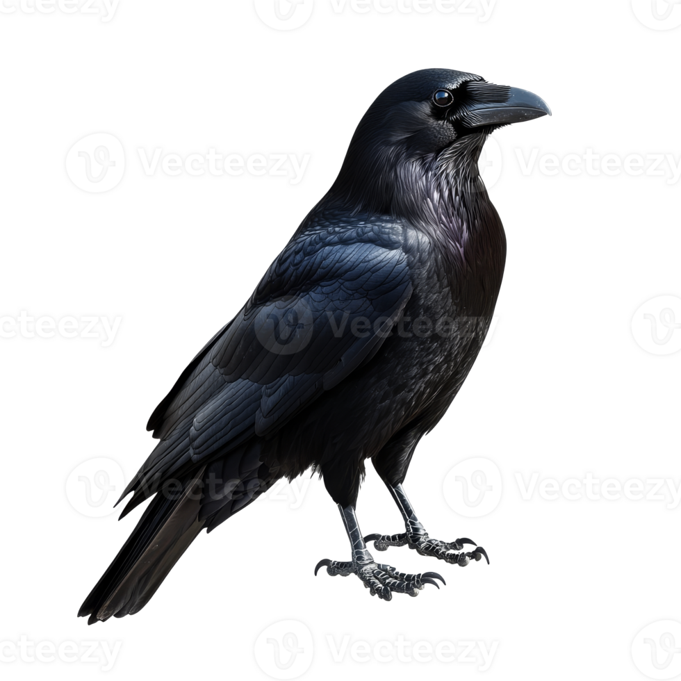 Raven standing on a surface in natural light png