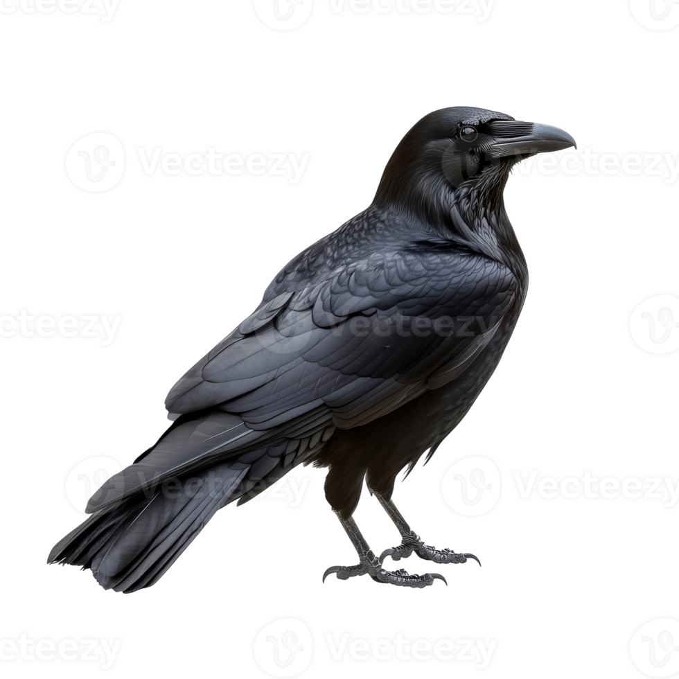 Black raven perched with striking feathers png