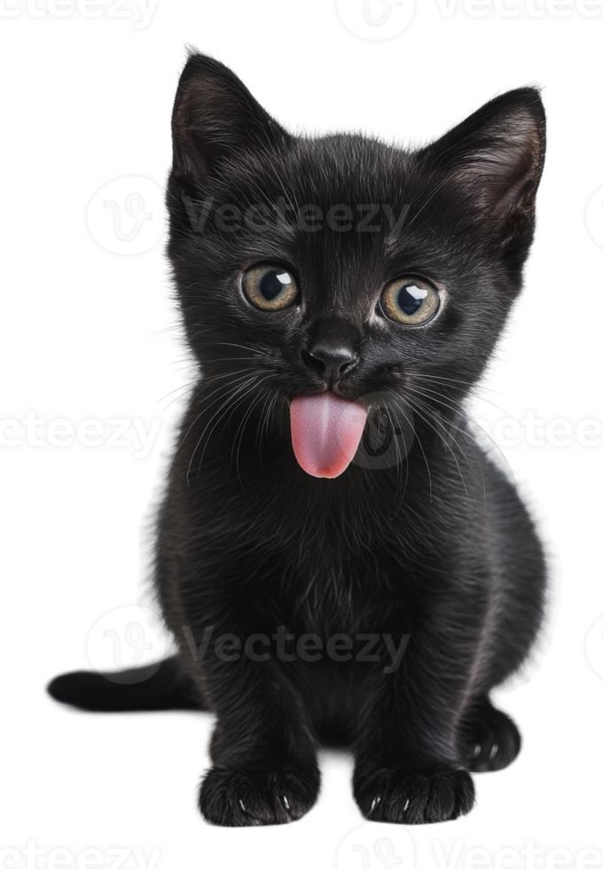 Black kitten playfully sticking out its tongue png