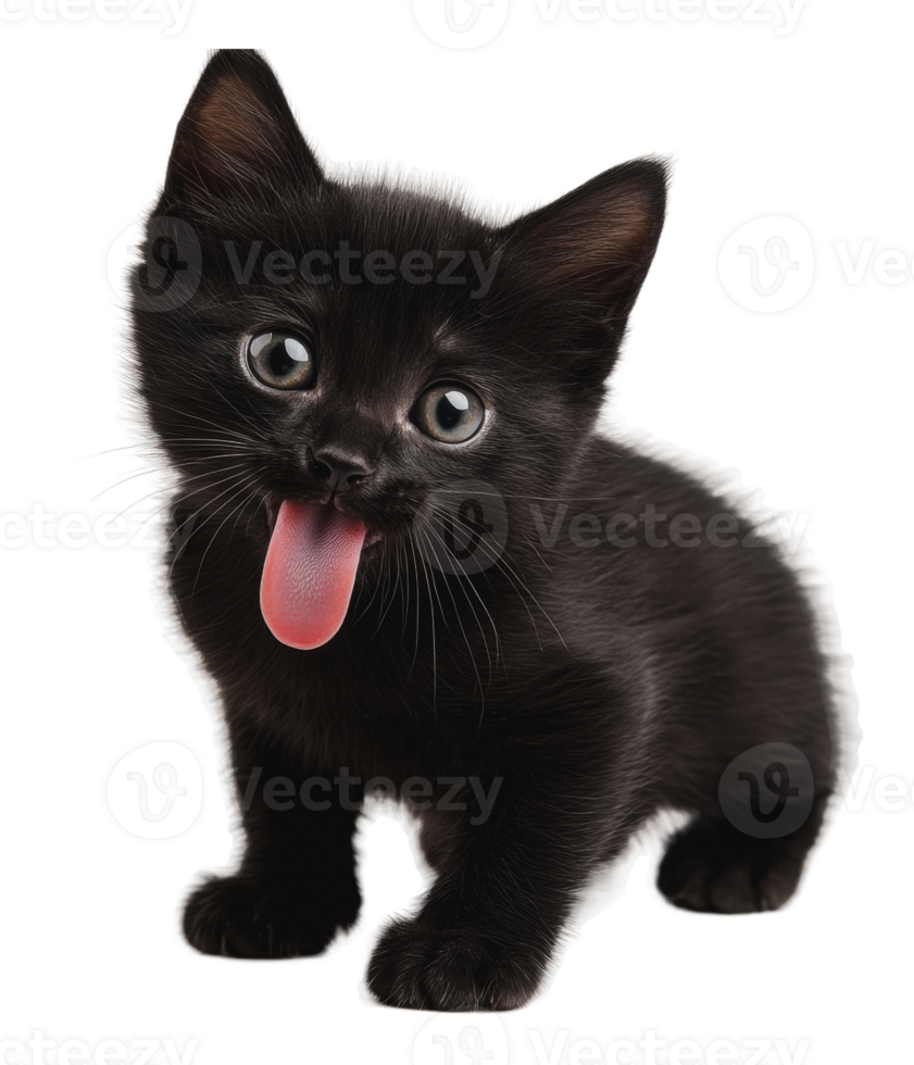 Playful black kitten sticking out its tongue png