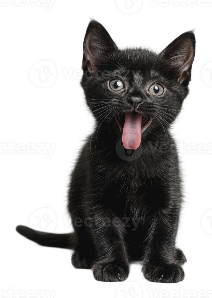 Playful black kitten in bright light png