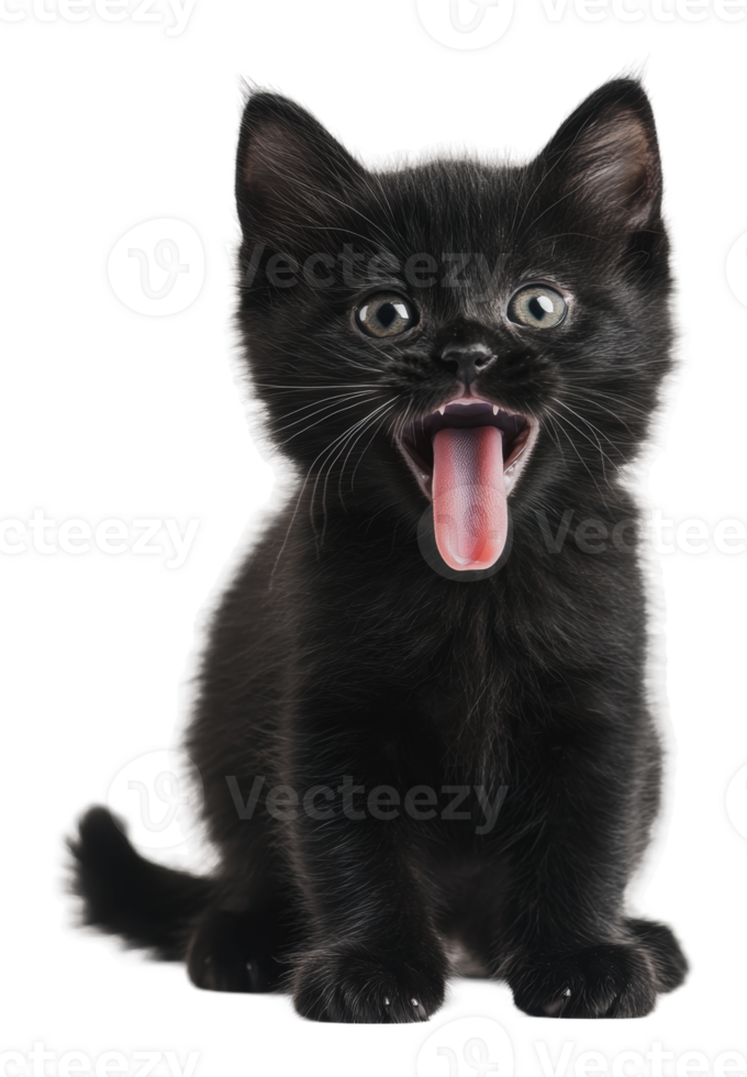 Playful black kitten sticking out its tongue png