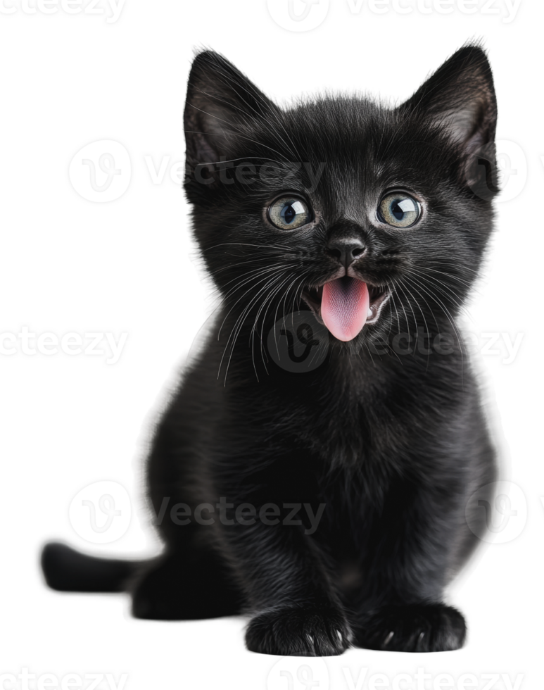 Playful black kitten with green eyes png