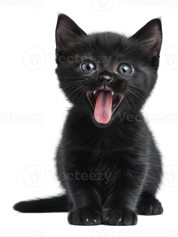 Playful black kitten sticking out tongue png