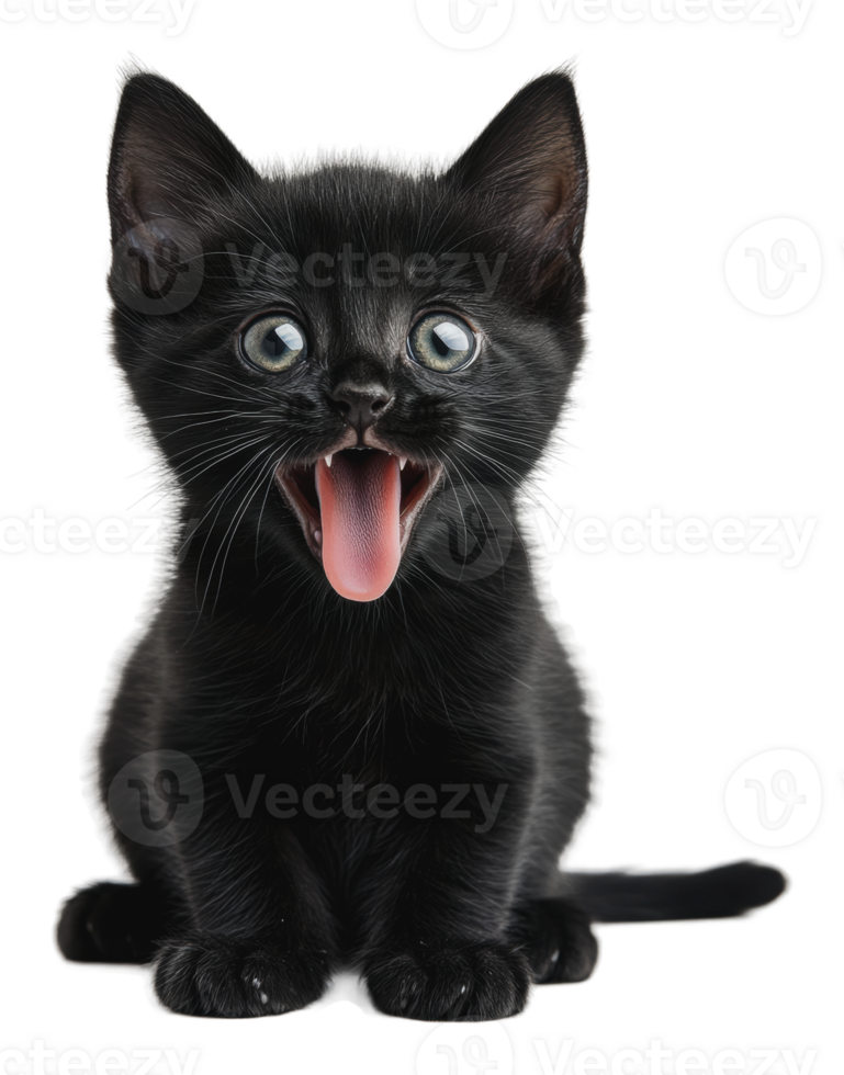 Calm black kitten with bright eyes png
