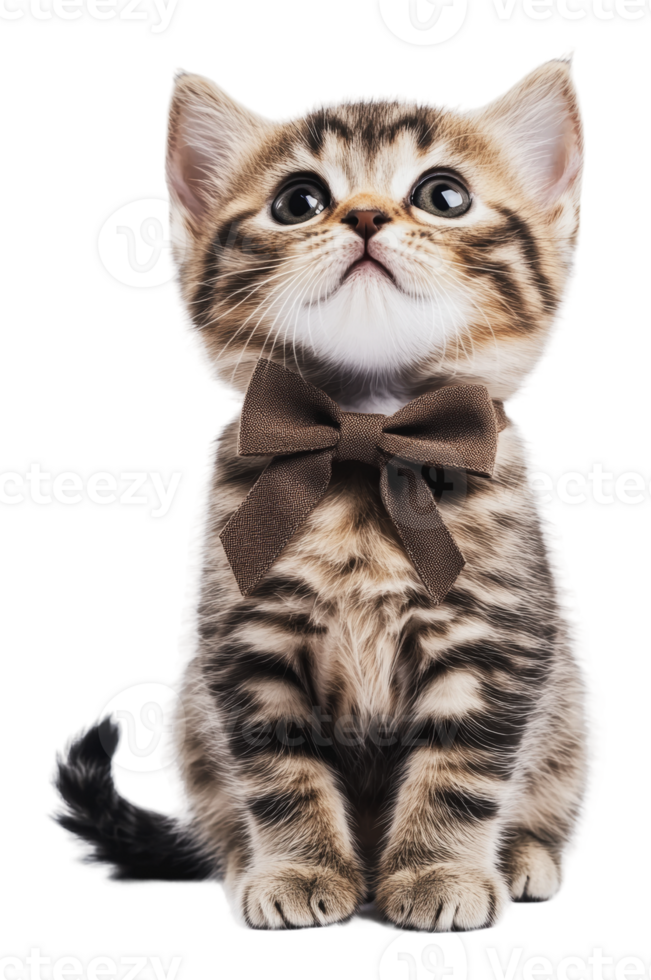 Cute kitten wearing a bow tie in studio setting png