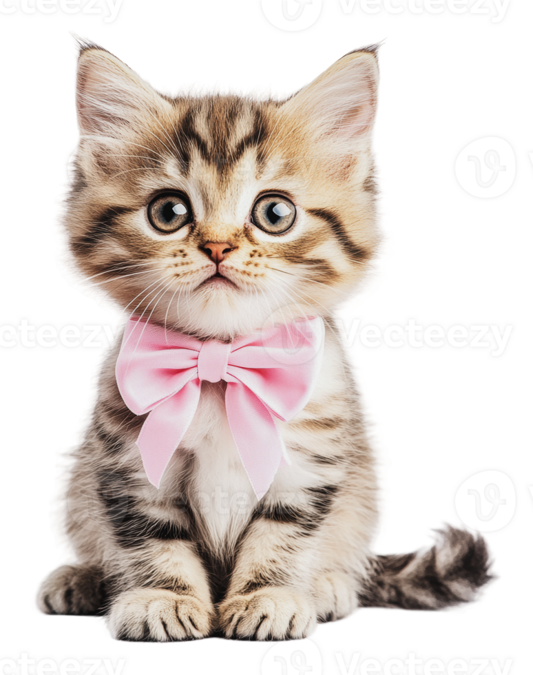 Kitten in a pink bow tie poses cutely png