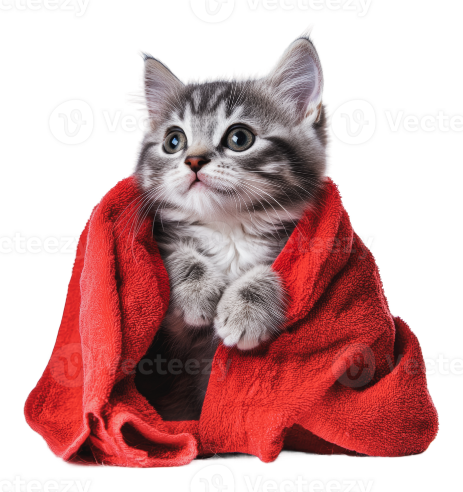 Curious kitten wrapped in a cozy red towel indoors png