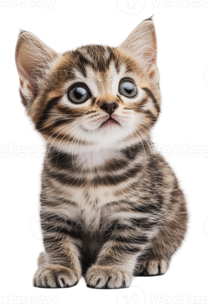 Playful striped kitten with big eyes looking up png