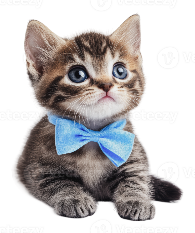 Cute kitten wearing a blue bow tie indoors png