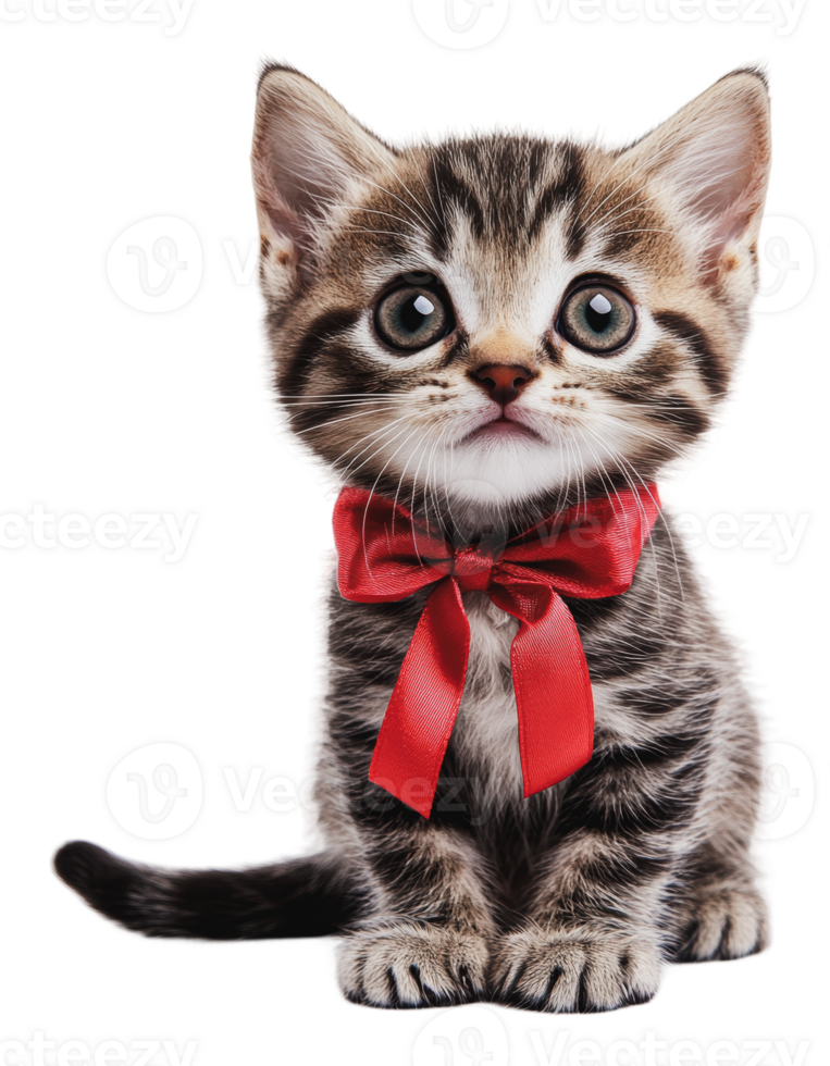 Adorable kitten wearing a red bowtie indoors png