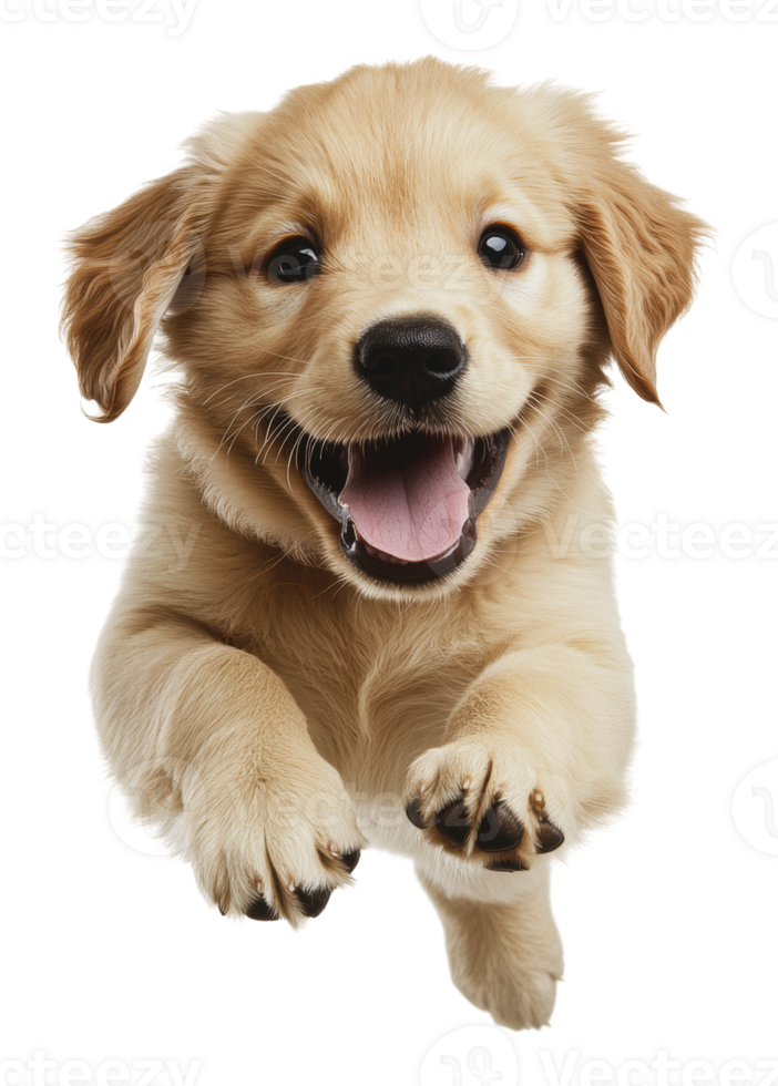 Happy golden retriever puppy jumping in excitement png