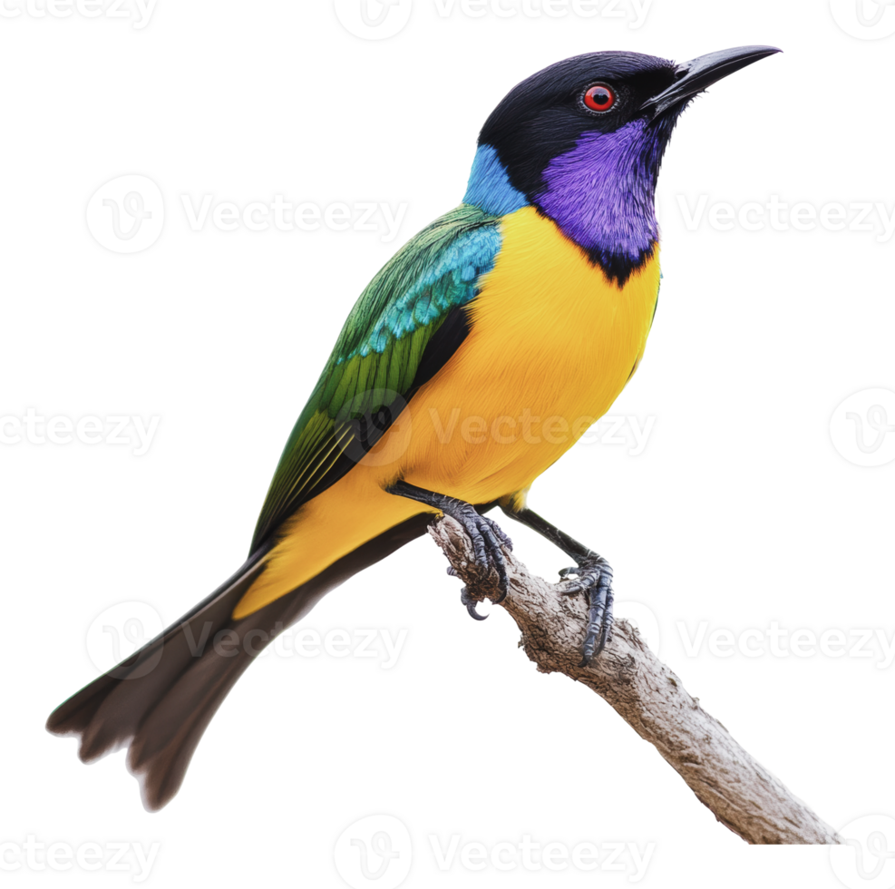 Vibrant bird perched on a branch in nature png