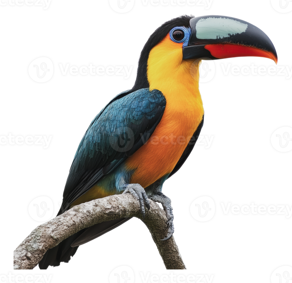 Colorful toucan perched on a branch in the forest png