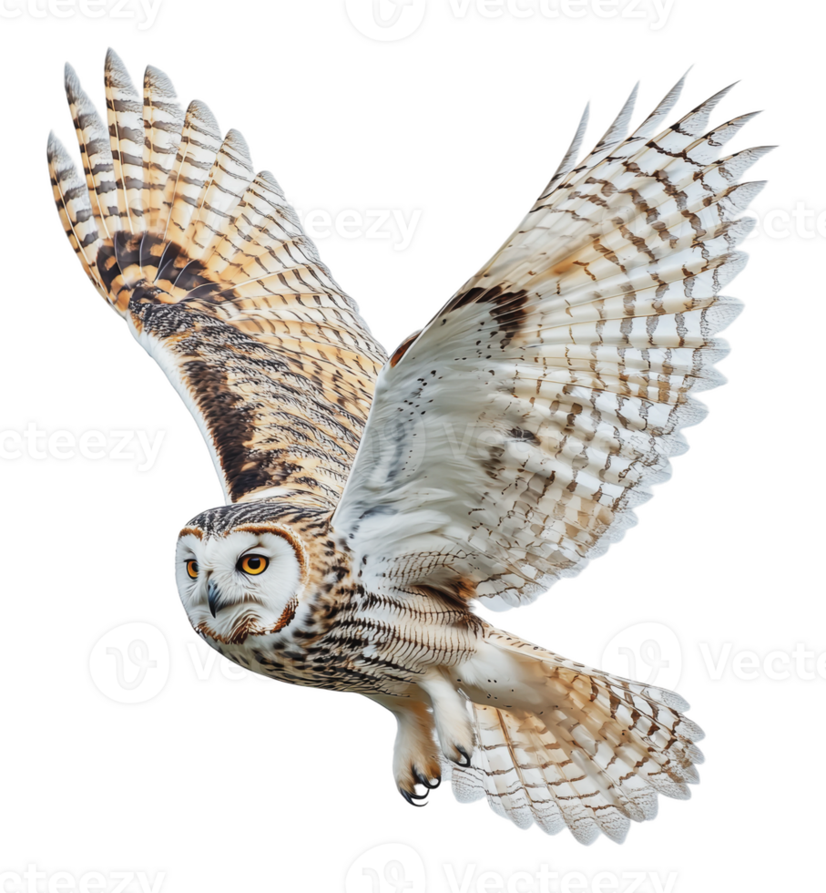 A snowy owl in flight against a white background png