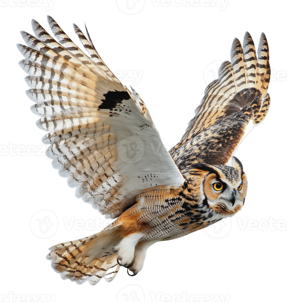 Owl soaring on white backdrop png