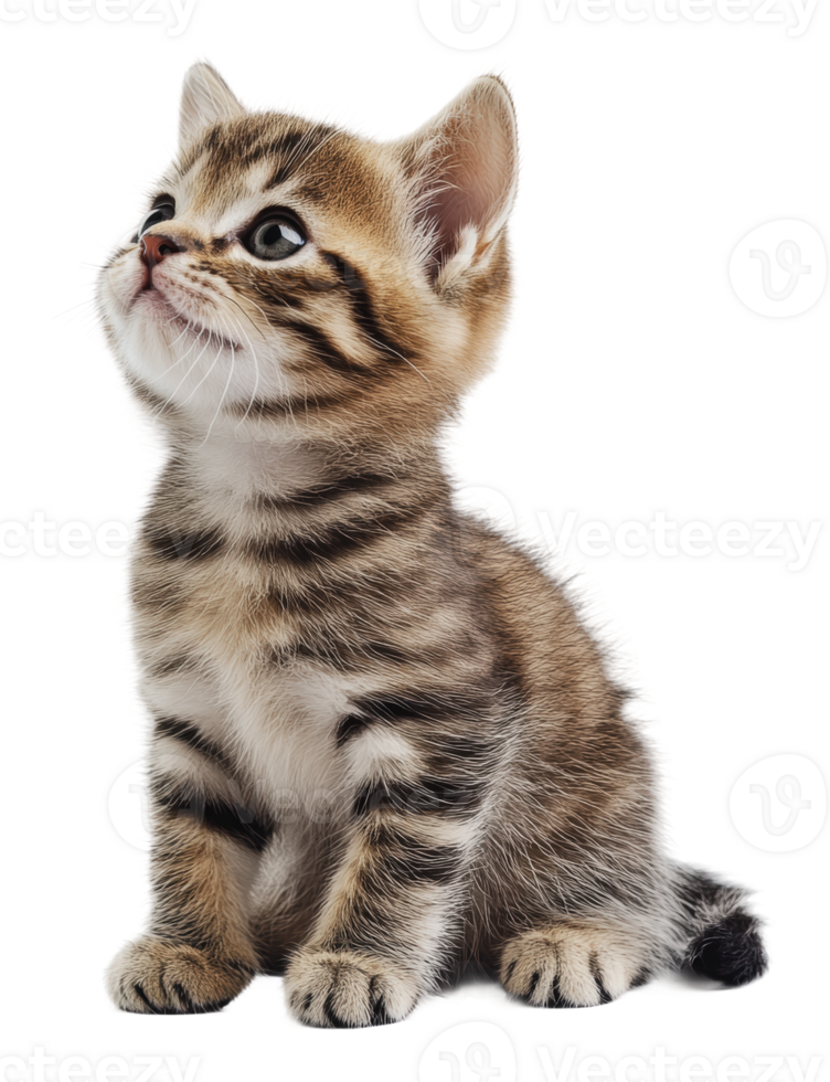 Adorable tabby kitten looking curiously upward png