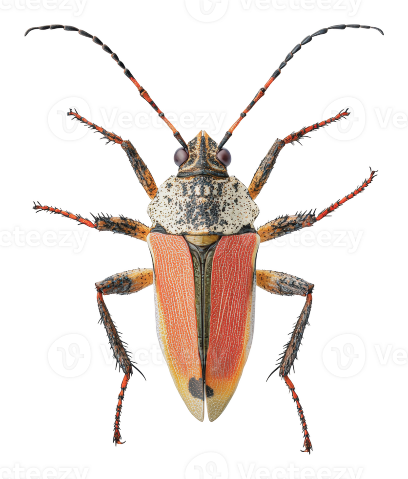 vif insecte fermer sur blanc png