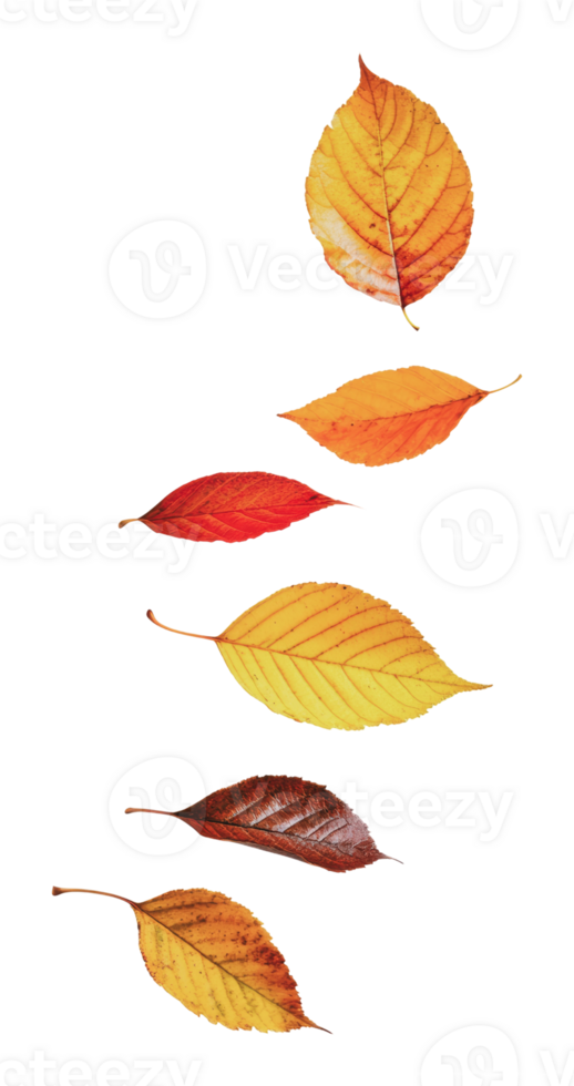 Vertical arrangement of autumn leaves png