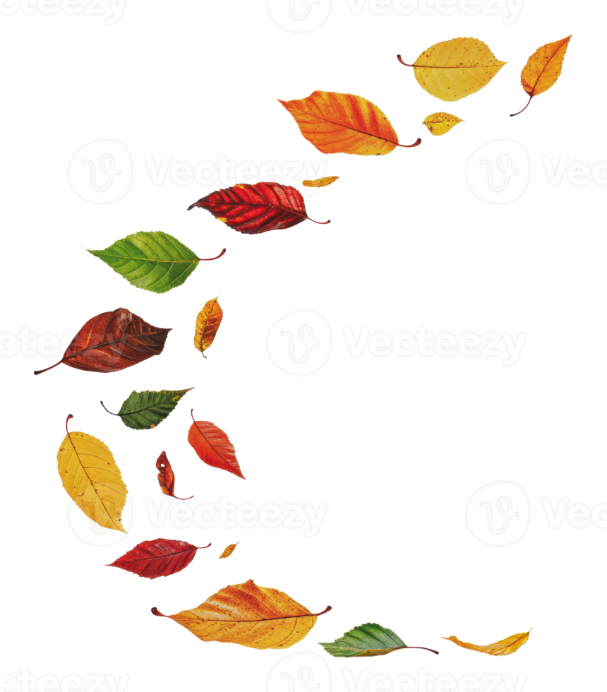 Autumn leaves swirling in a gentle breeze png