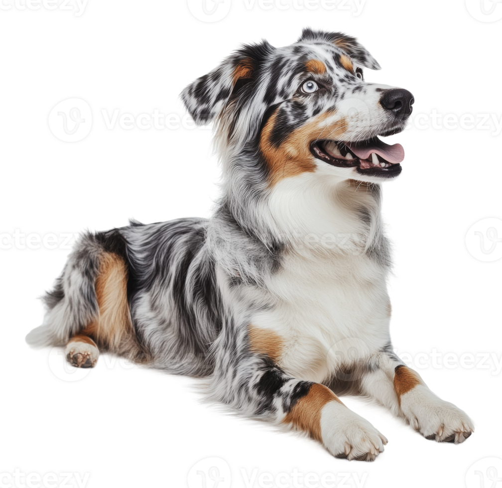 Merle Aussie Shepherd lounging inside png