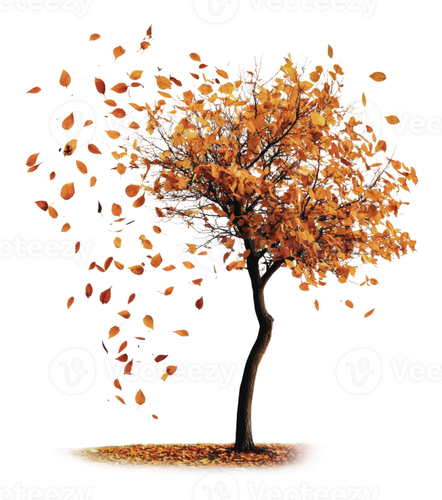 Autumn tree drops orange leaves softly png