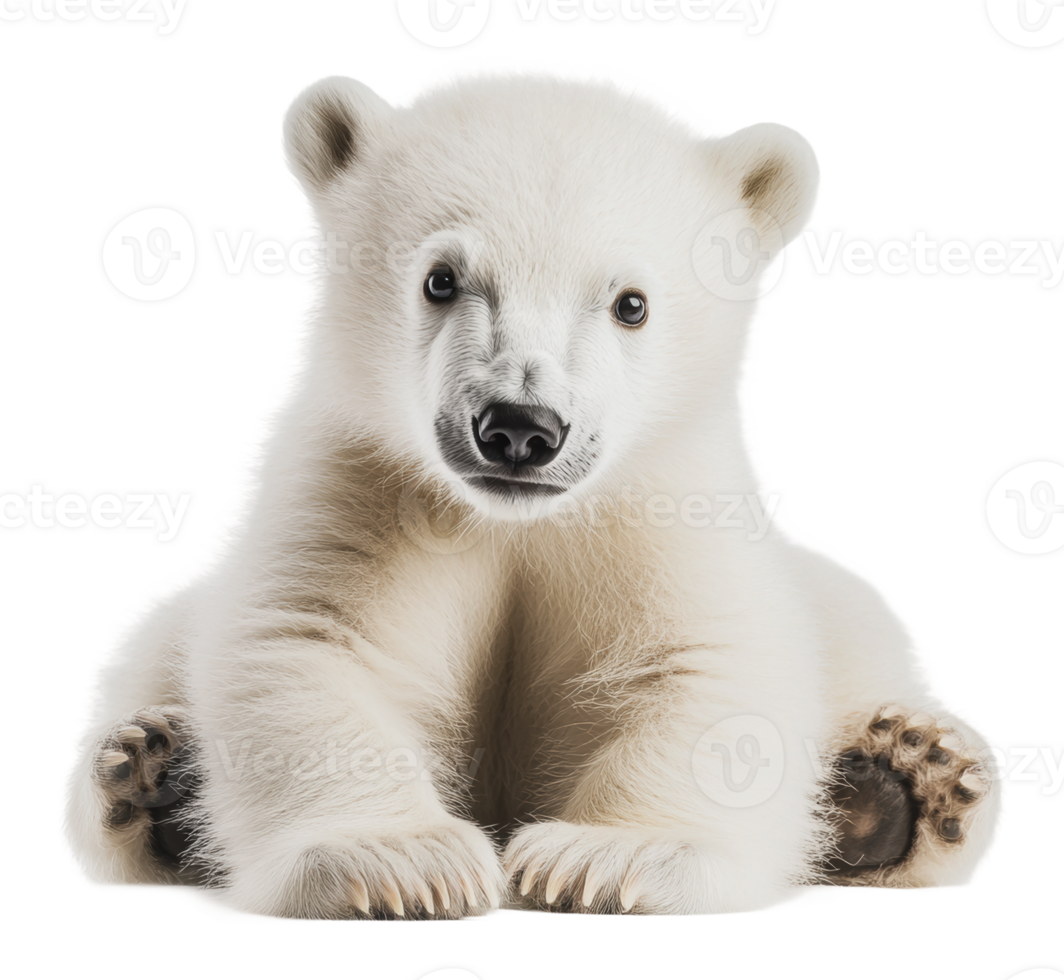 Young polar bear cub resting on a snowy surface png