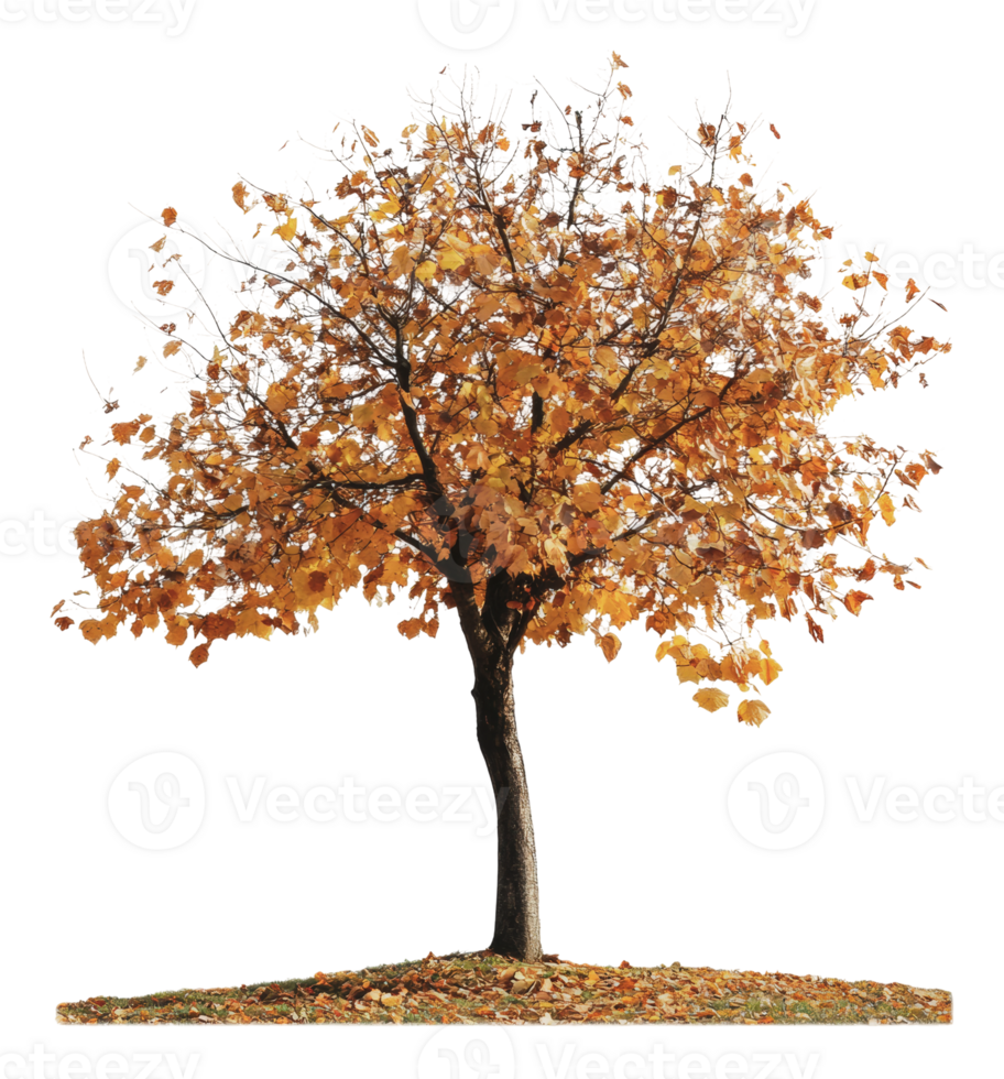 Autumn tree shedding leaves in a tranquil setting png