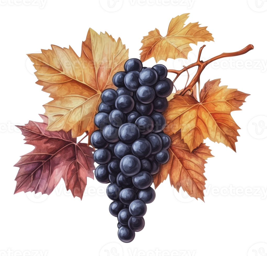 Fresh grapes on vines with autumn leaves in focus png