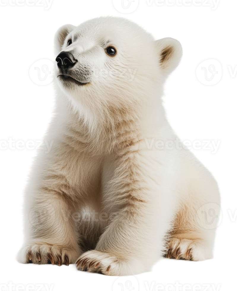 Adorable young polar bear on white background png