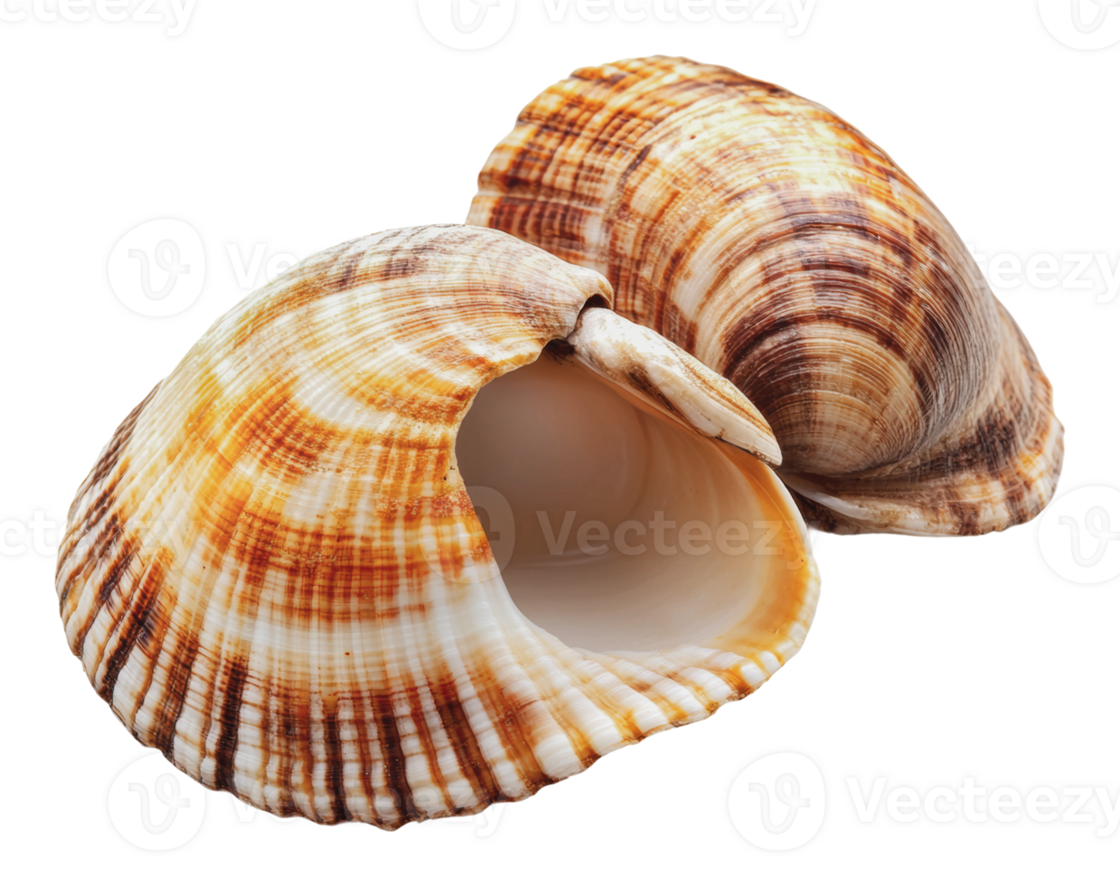 Patterned seashells on white png