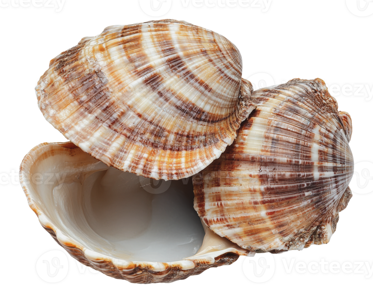 Patterned seashells resting in nature png