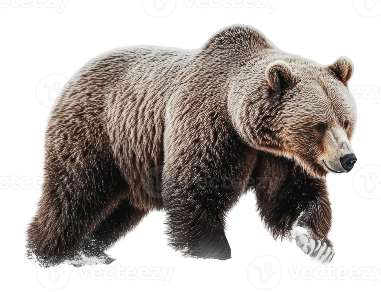 A brown bear walking through a snowy forest area png