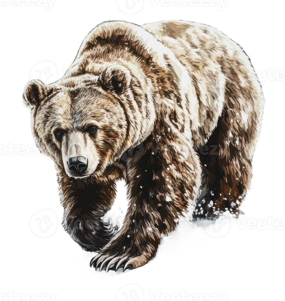 A bear walking in the snow during winter months png